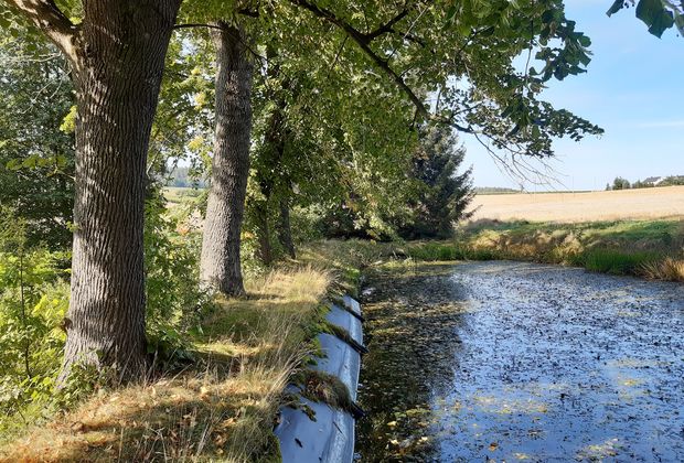 Gewässerrevitalisierung Westlicher OttoTeich Marbach