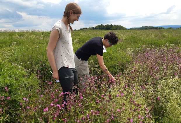 Blumenwiese - Landschafstpflegeverband Mulde/Flöha