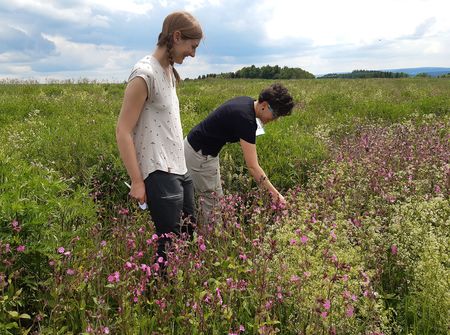 Blumenwiese - Landschafstpflegeverband Mulde/Flöha