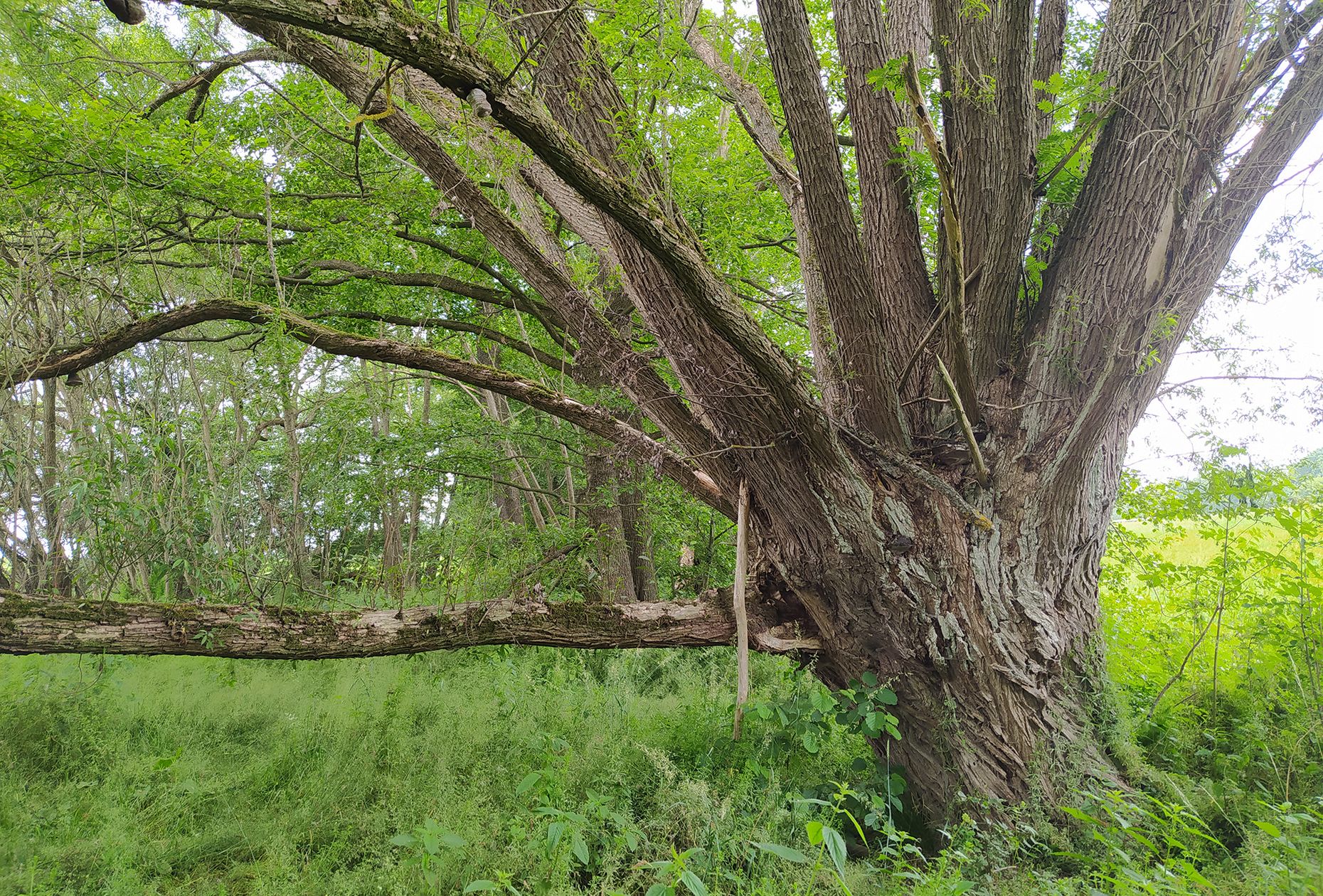 Kopfbäume - Landschaftspflegeverband Mulde/Flöha