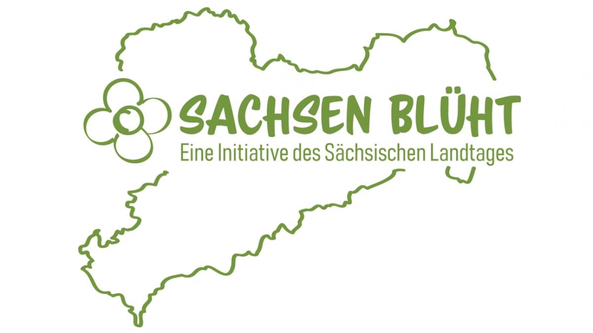 Sachen blüht