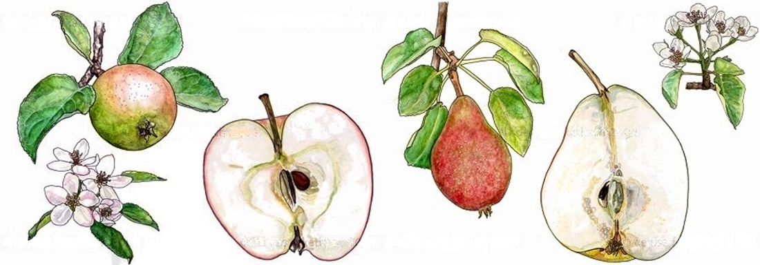 Apfel und Birne